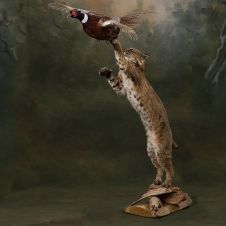 Bobcat chasing Pheasant